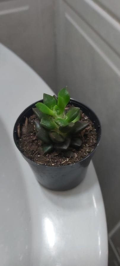 Anacampseros arachnoides leaf