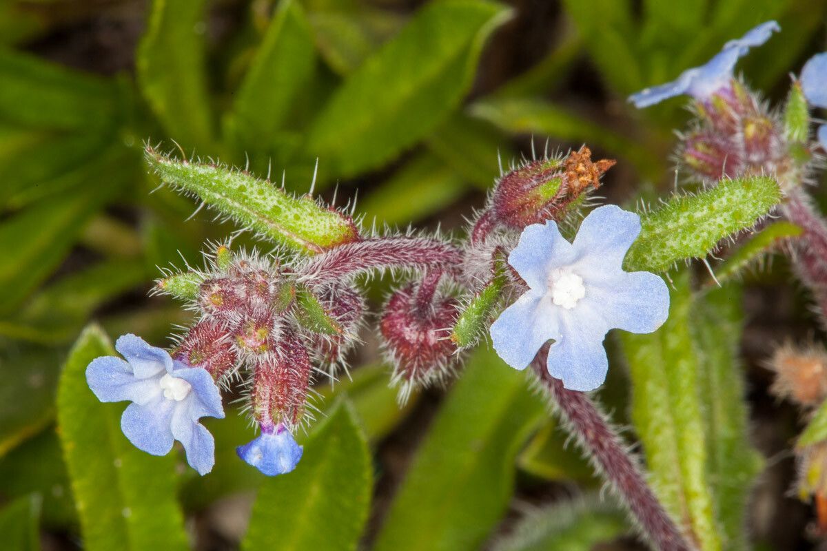 Anchusa crispa flower