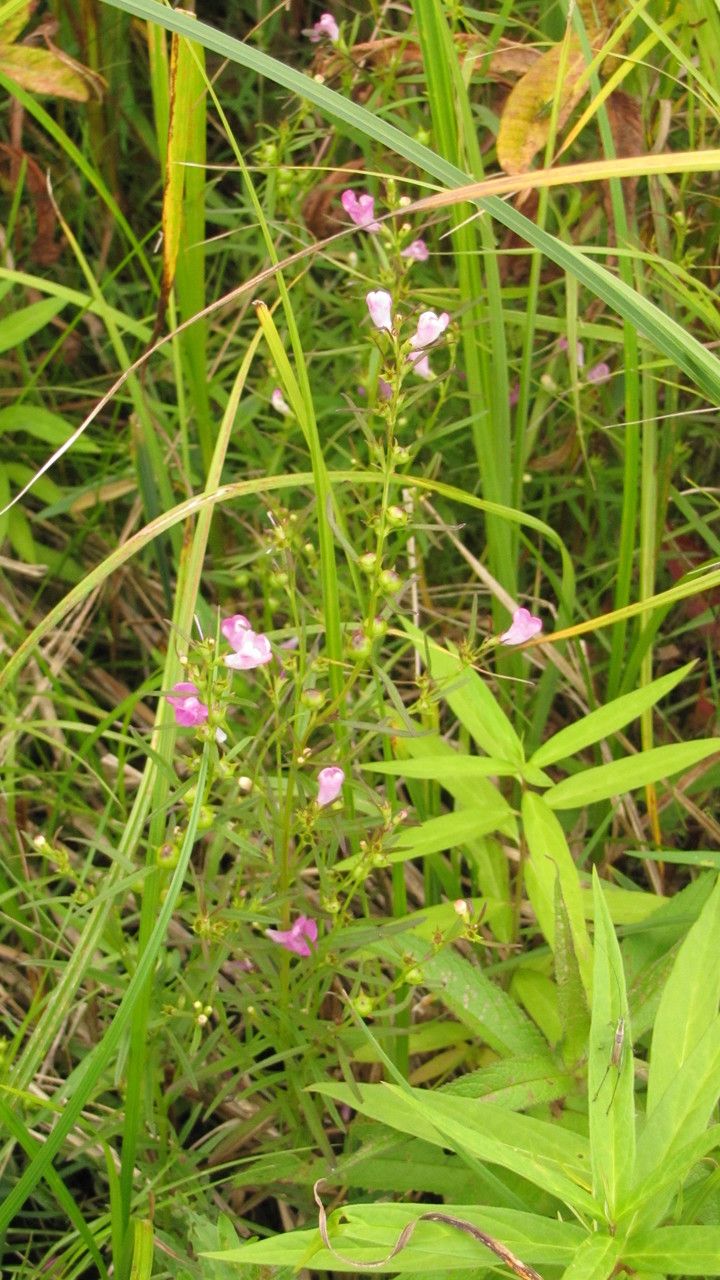 Agalinis tenuifolia habit