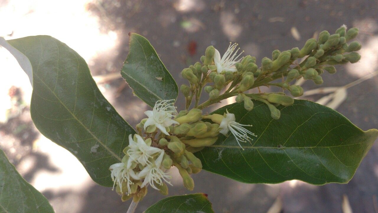Couepia hallwachsiae flower
