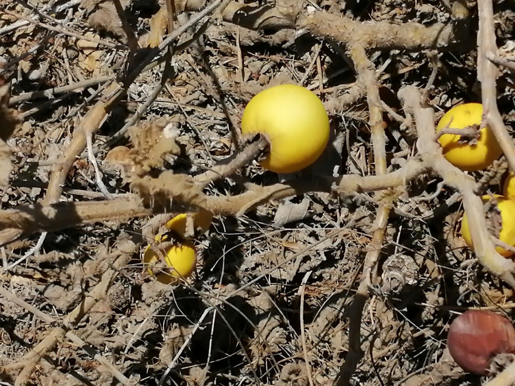 Solanum citrinum — houseplant care guide