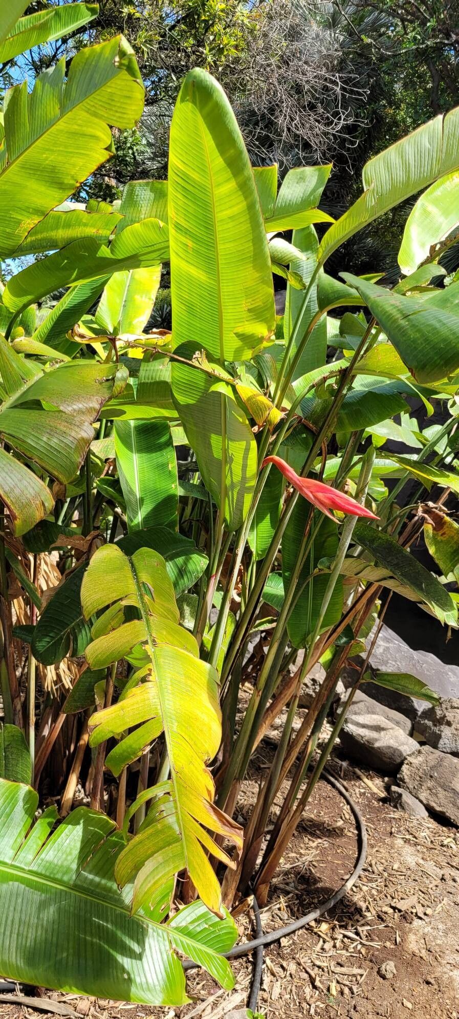 Syagrus vermicularis habit