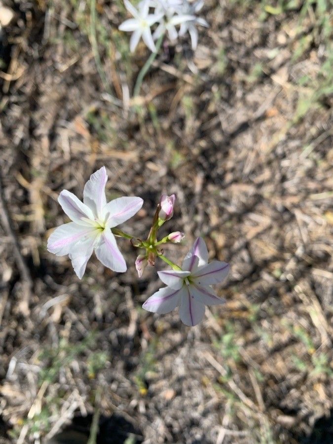 Leucocoryne vittata flower