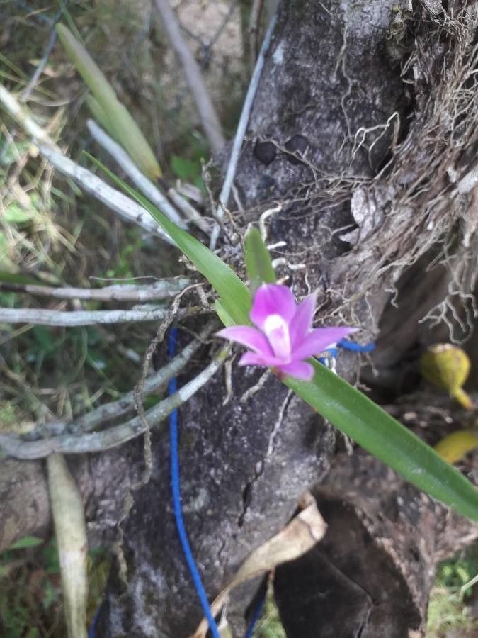 Dimerandra emarginata habit