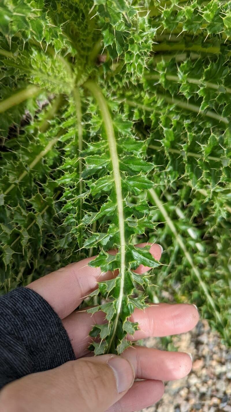 Cirsium eatonii — search result for 'Cirsium'