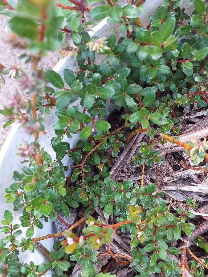 Salix × finnmarchica habit