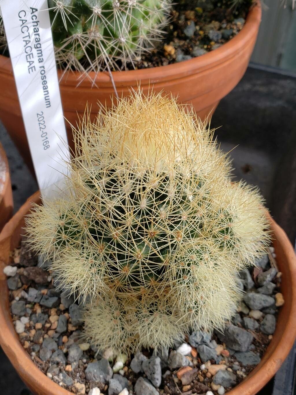 Acharagma roseanum — houseplant care guide