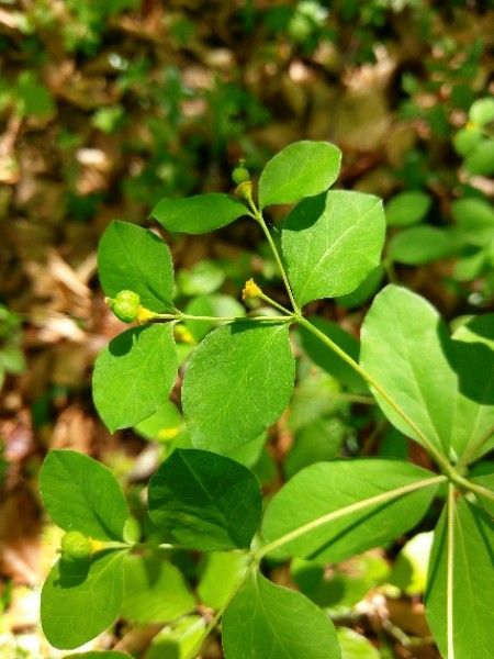 Euphorbia carniolica fruit