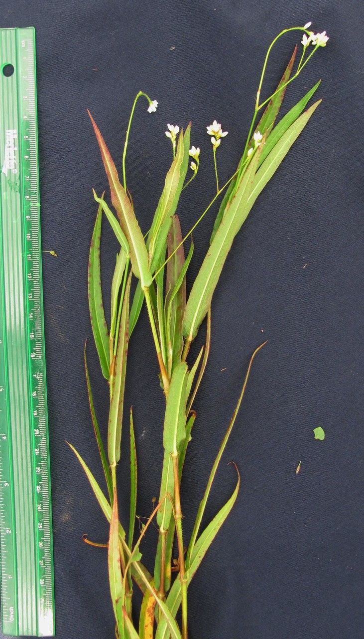 Polygonum meisnerianum — houseplant care guide