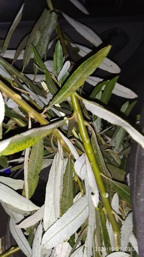 Salix lasiolepis — houseplant care guide