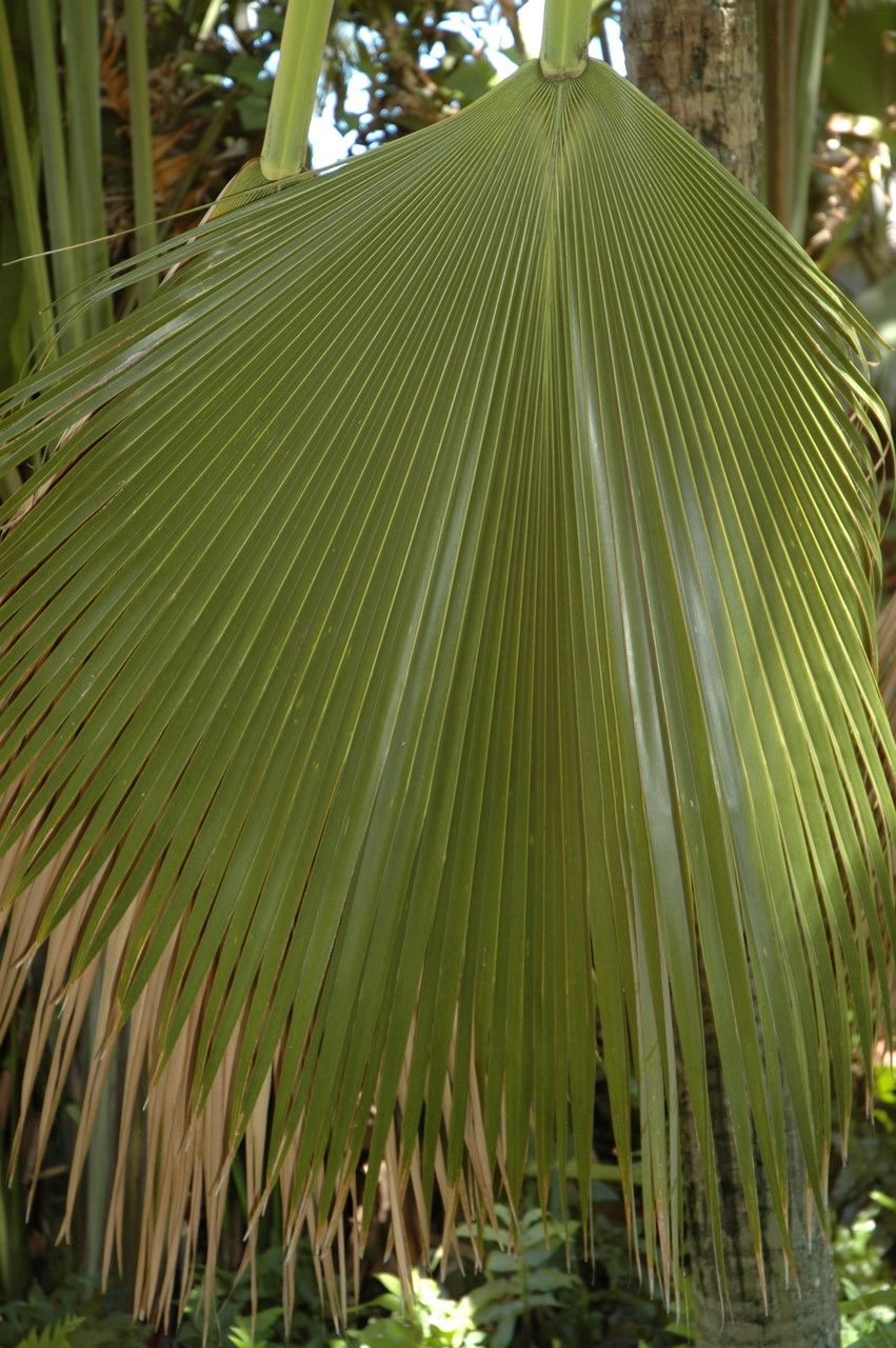 Pritchardia martii — search result for 'Pritchardia'