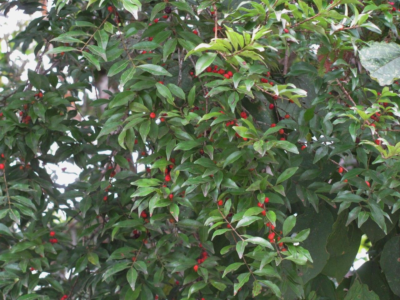 Eugenia pittieri habit