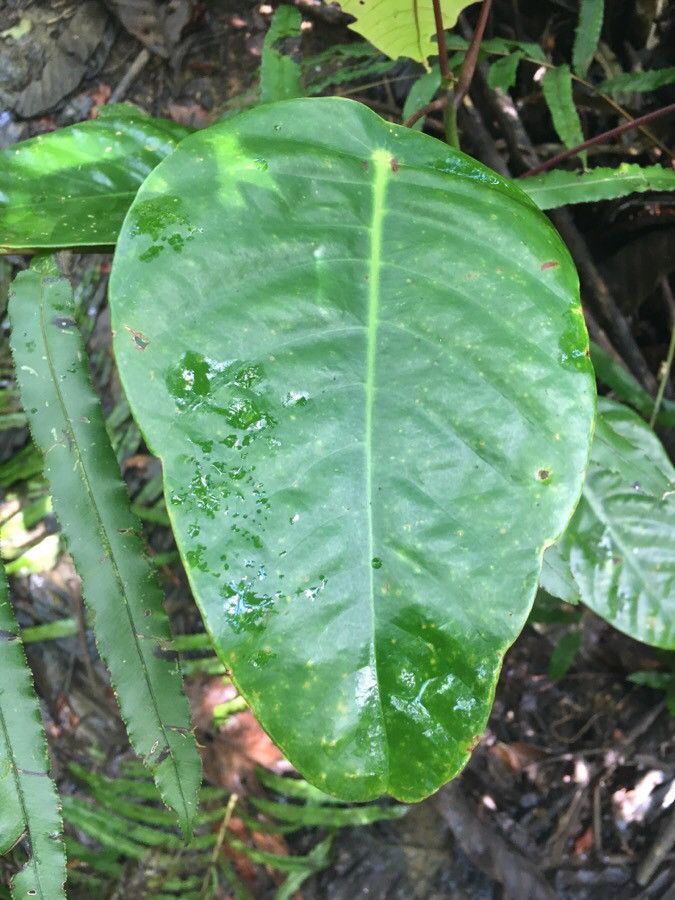 Macaranga alchorneoides leaf