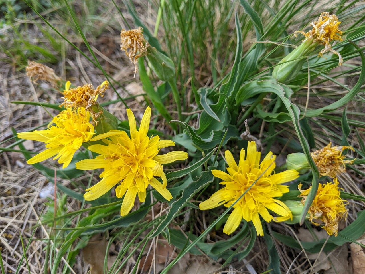 Takhtajaniantha austriaca flower