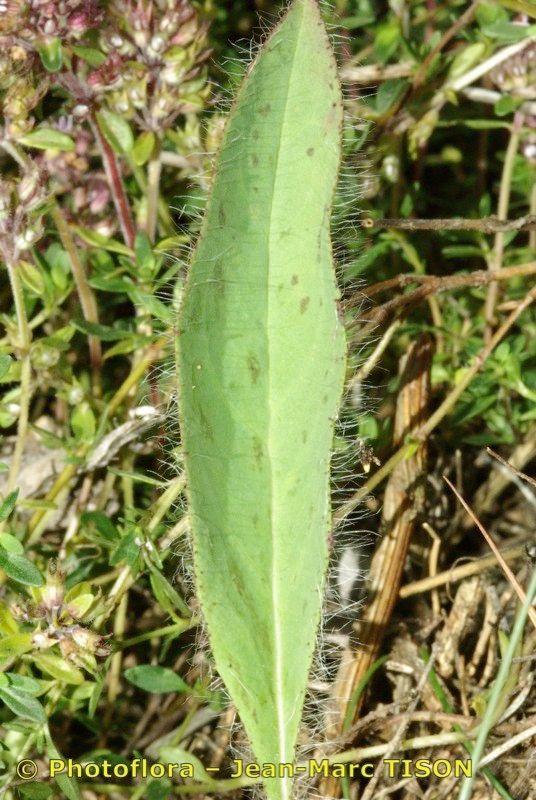 Hieracium onosmoides — houseplant care guide