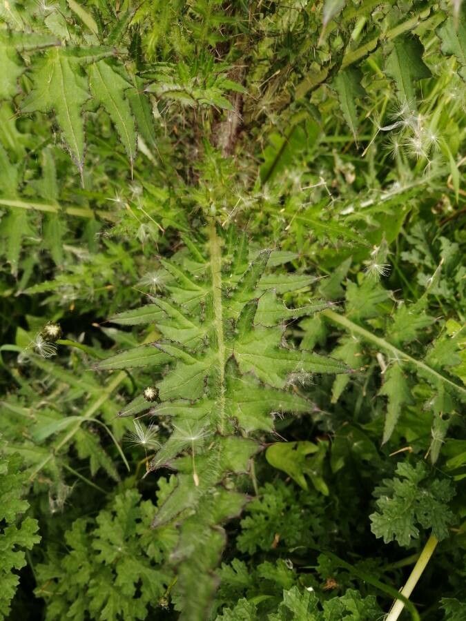 Cirsium edule — search result for 'Cirsium'