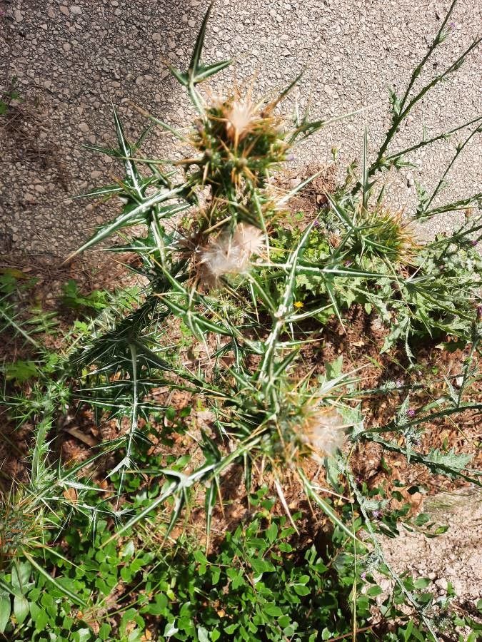 Galactites duriaei leaf