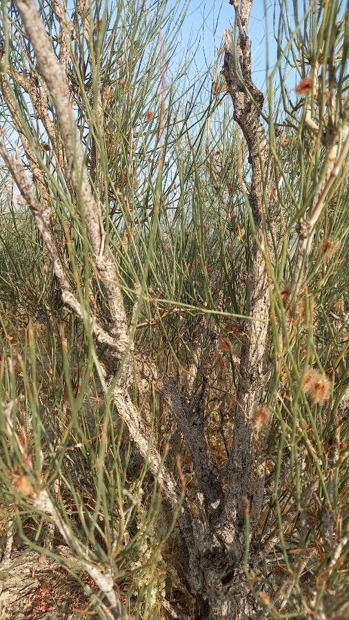 Calligonum comosum bark