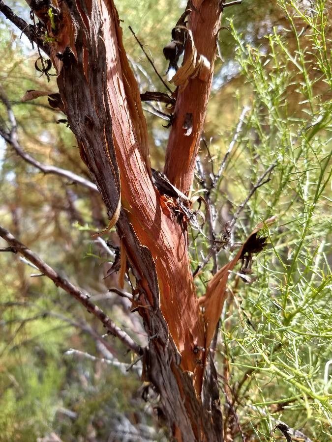 Adenostoma sparsifolium bark
