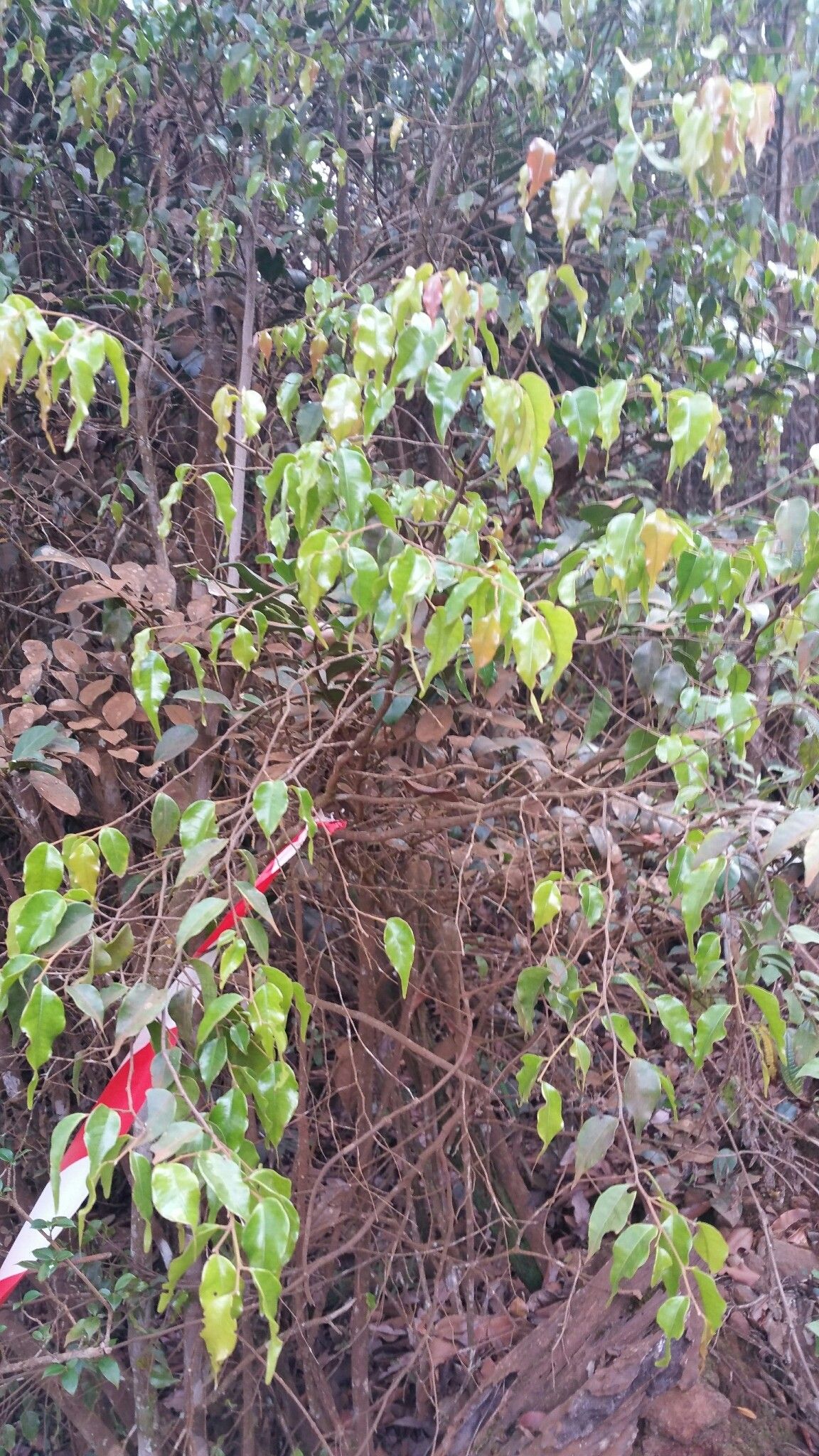 Leptolaena abrahamii — related species from the same genus