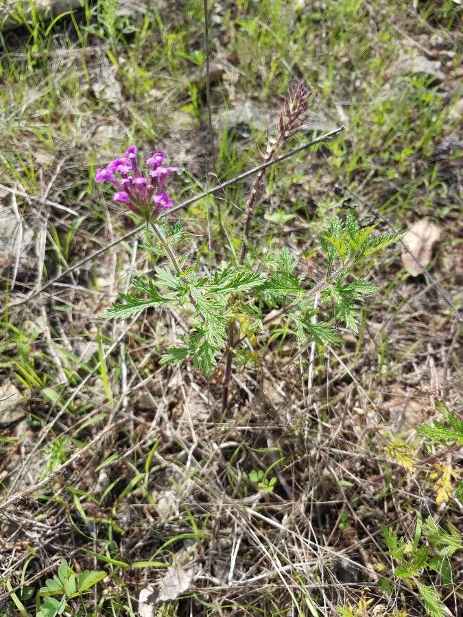 Glandularia canadensis habit
