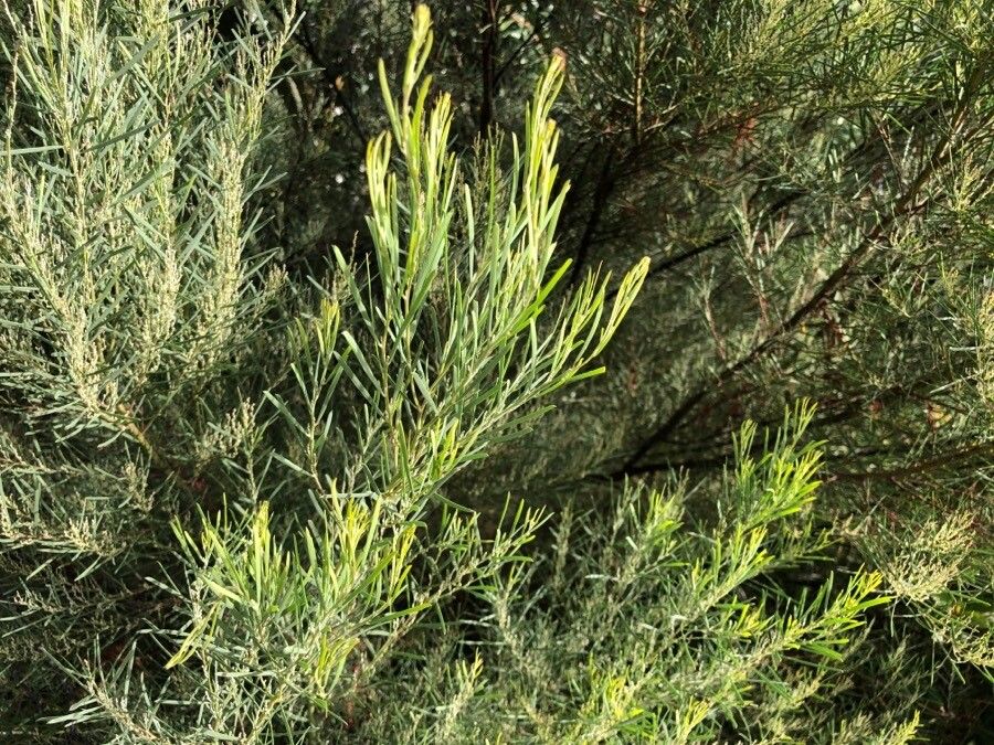 Acacia binata — search result for 'Acacia'