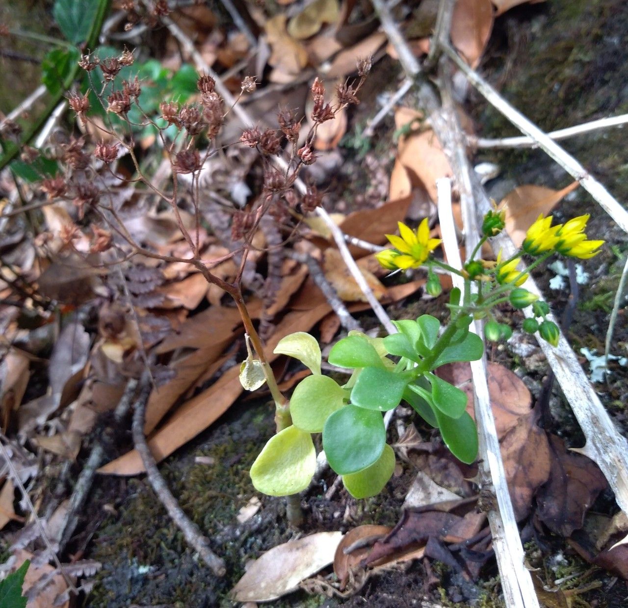 Aichryson divaricatum — related species from the same genus