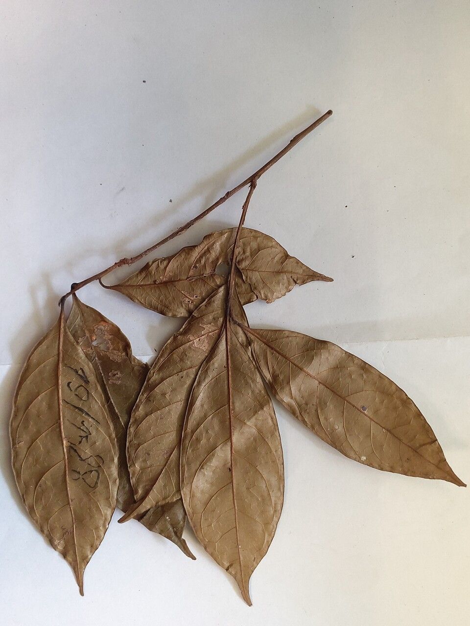 Chrysophyllum pomiferum — houseplant care guide