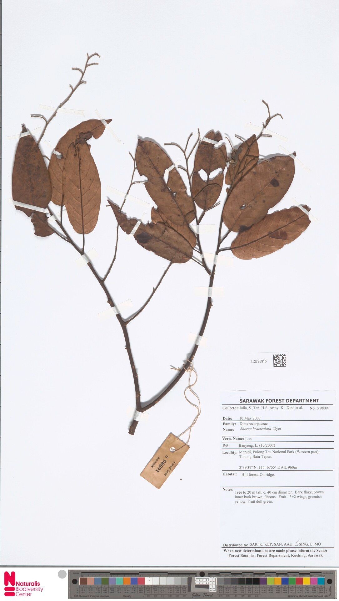 Shorea bracteolata — related species from the same genus