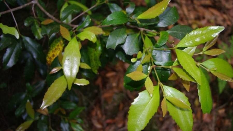 Nothofagus moorei leaf
