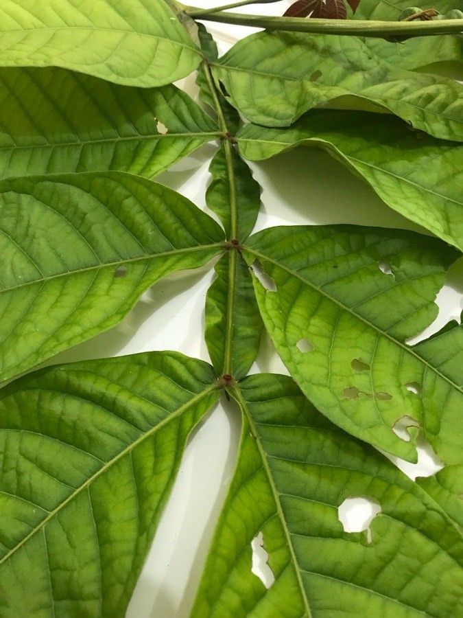 Inga edulis — search result for 'Ecuador'