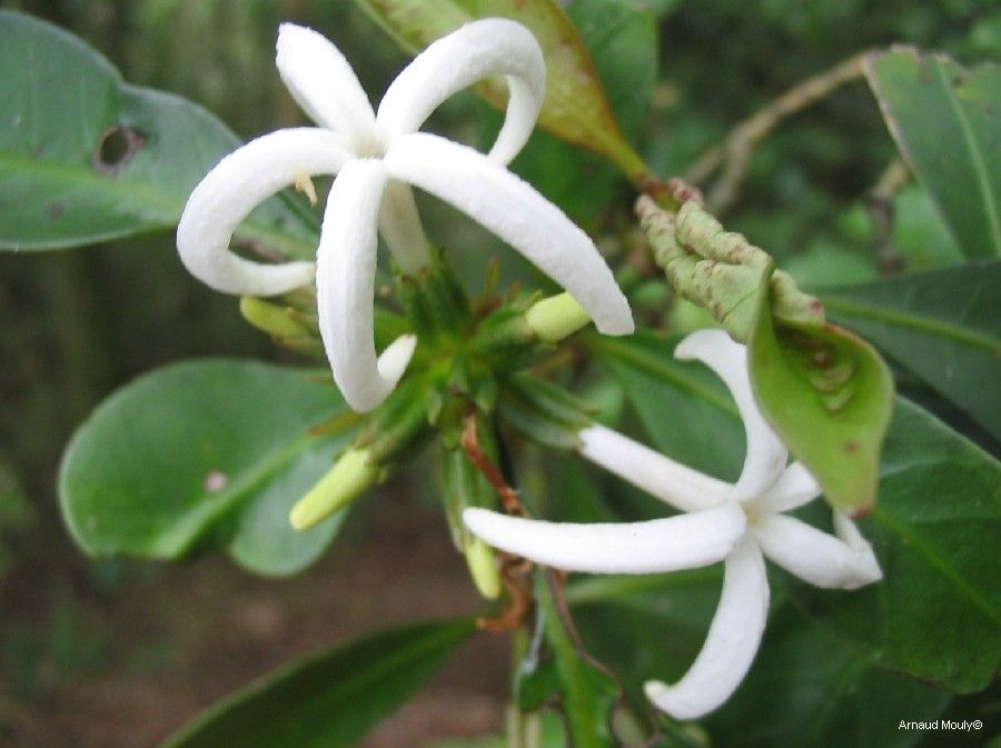 Psychotria macroglossa flower