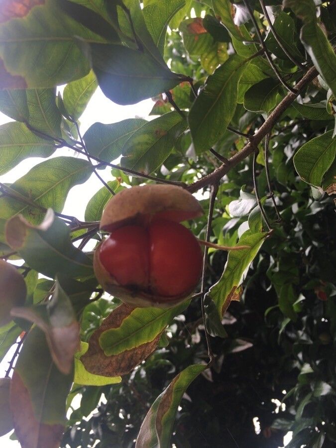Diploglottis campbellii fruit
