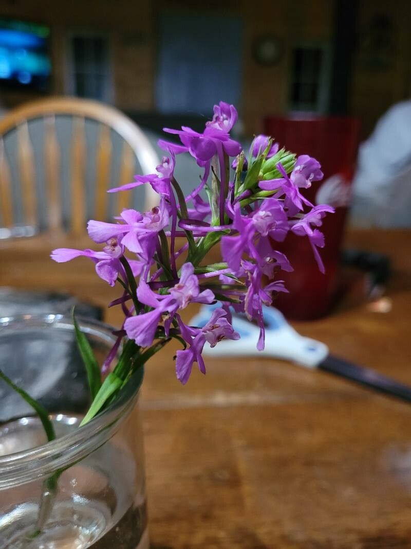 Platanthera psycodes flower