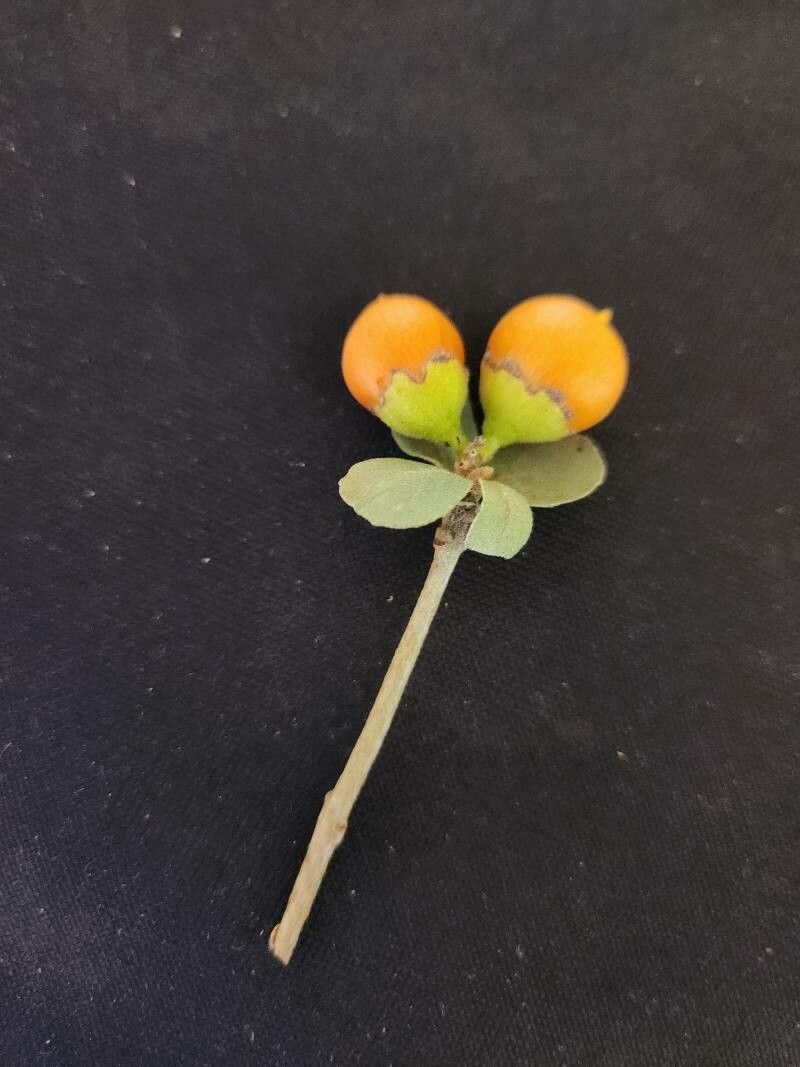 Cordia quercifolia fruit