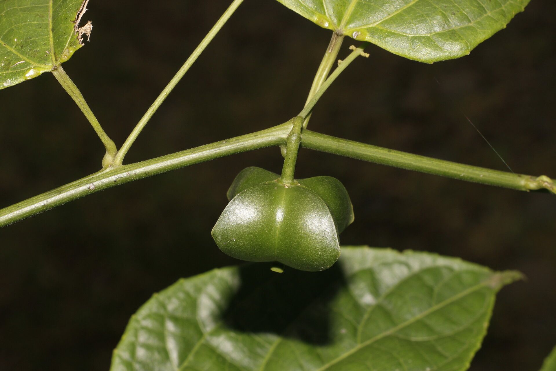 Plukenetia stipellata fruit