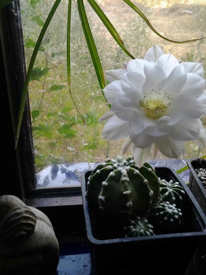 Echinopsis obrepanda flower
