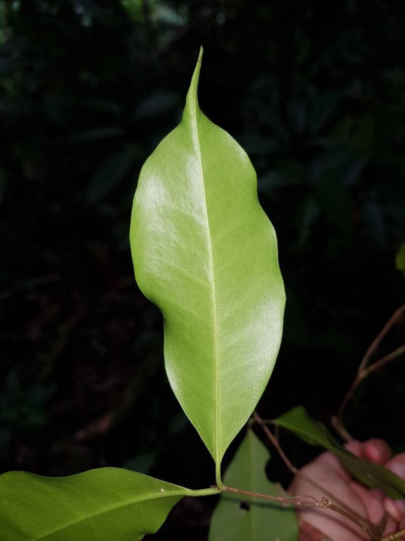 Eugenia hammelii leaf