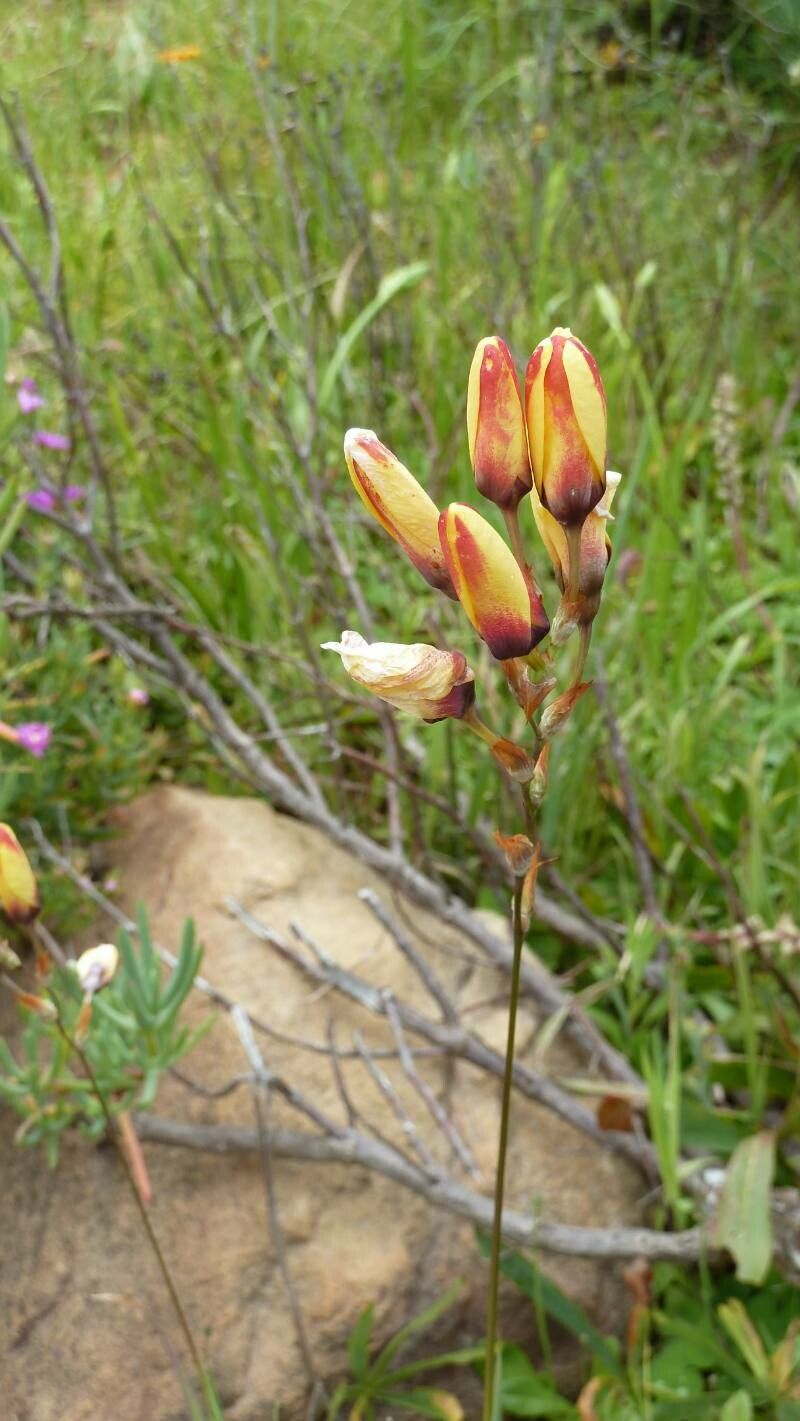 Ixia dubia flower