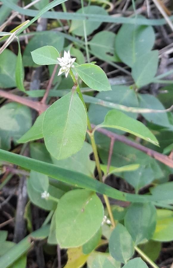 Alternanthera kurtzii — search result for 'Alternanthera'