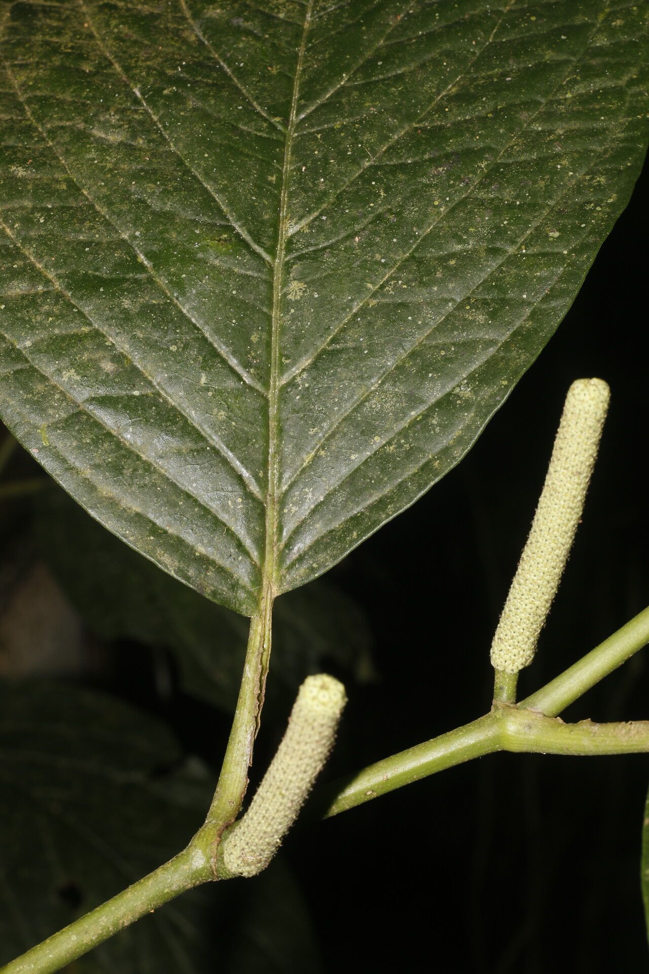 Piper sublineatum leaf