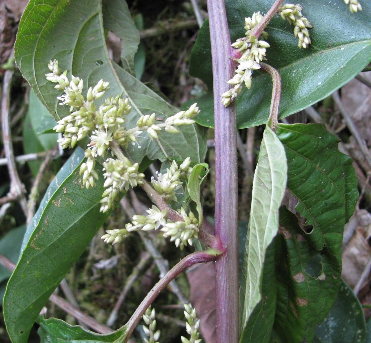 Chamissoa acuminata other