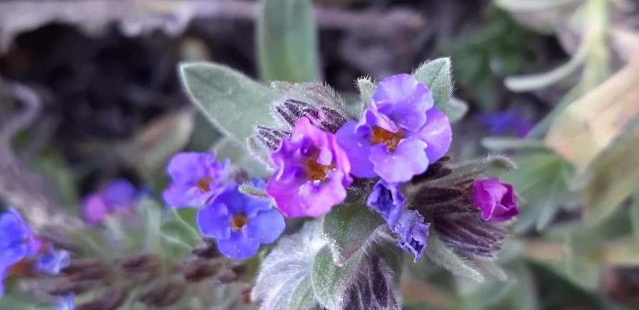 Alkanna tinctoria flower