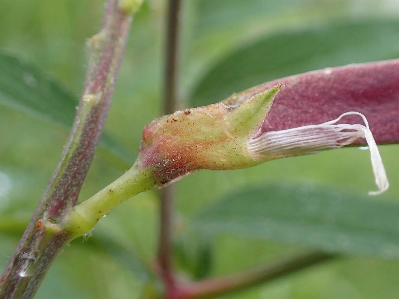 Lathyrus laevigatus fruit