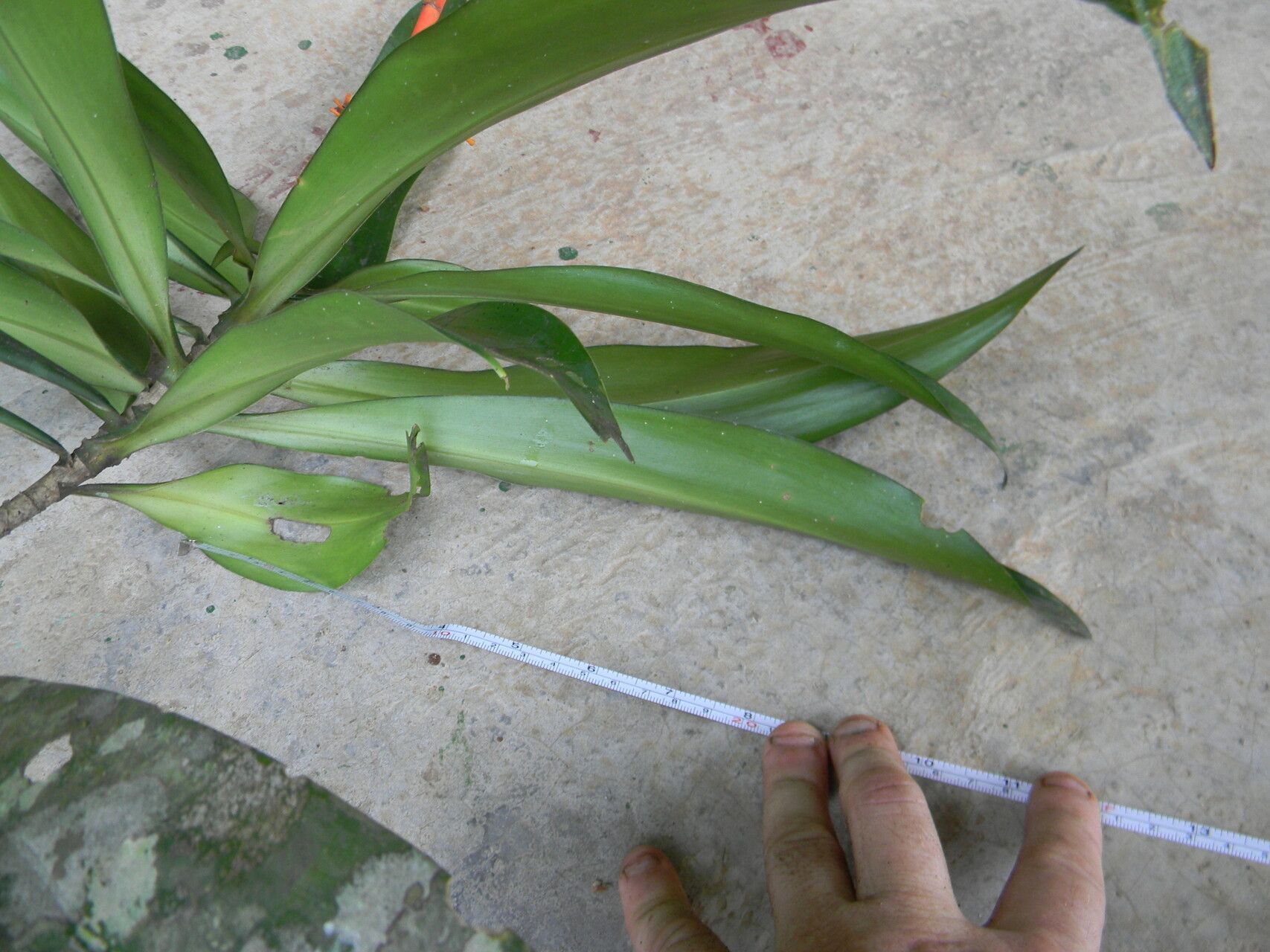 Dracaena marina leaf