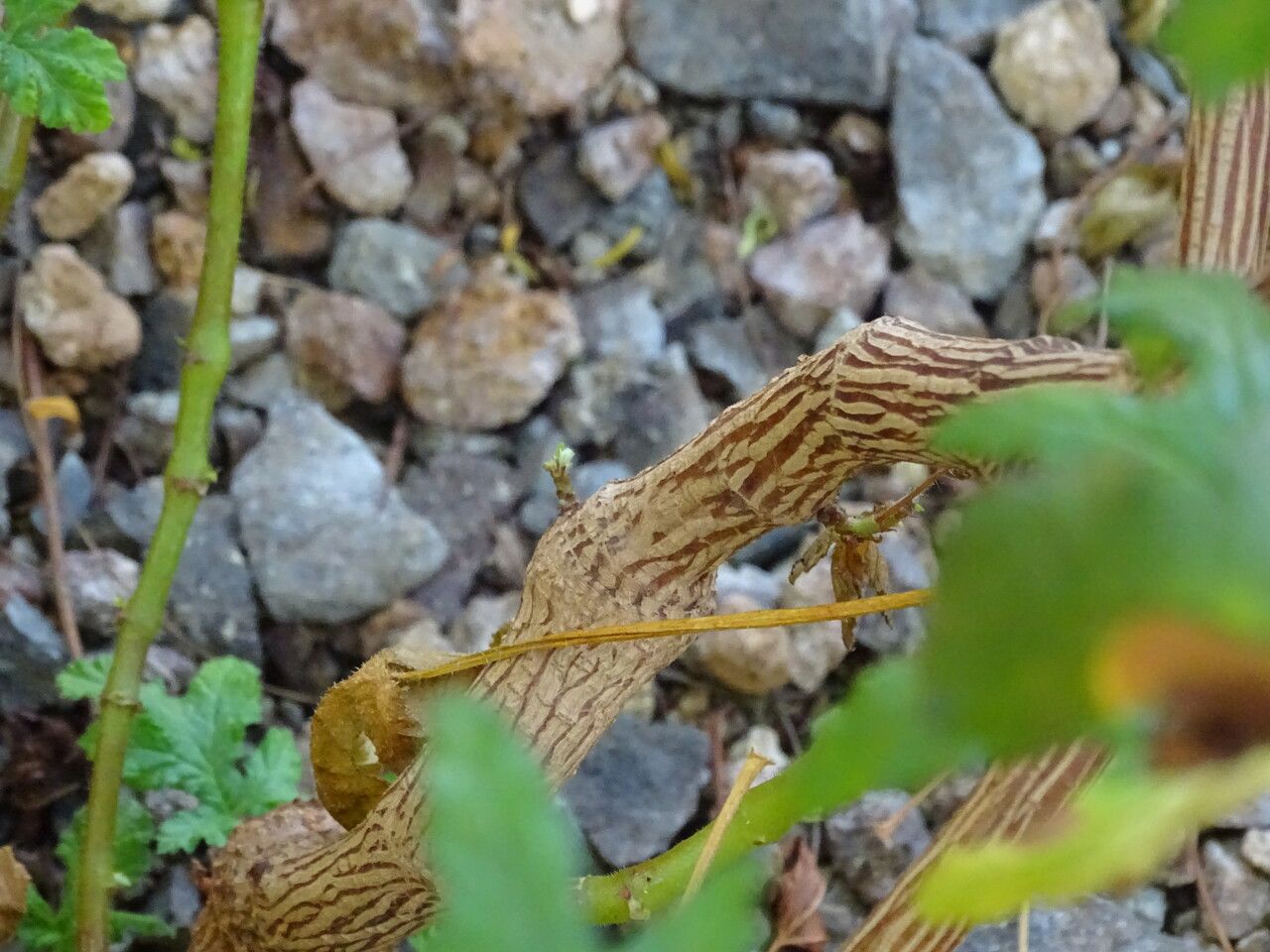 Pelargonium pseudoglutinosum bark