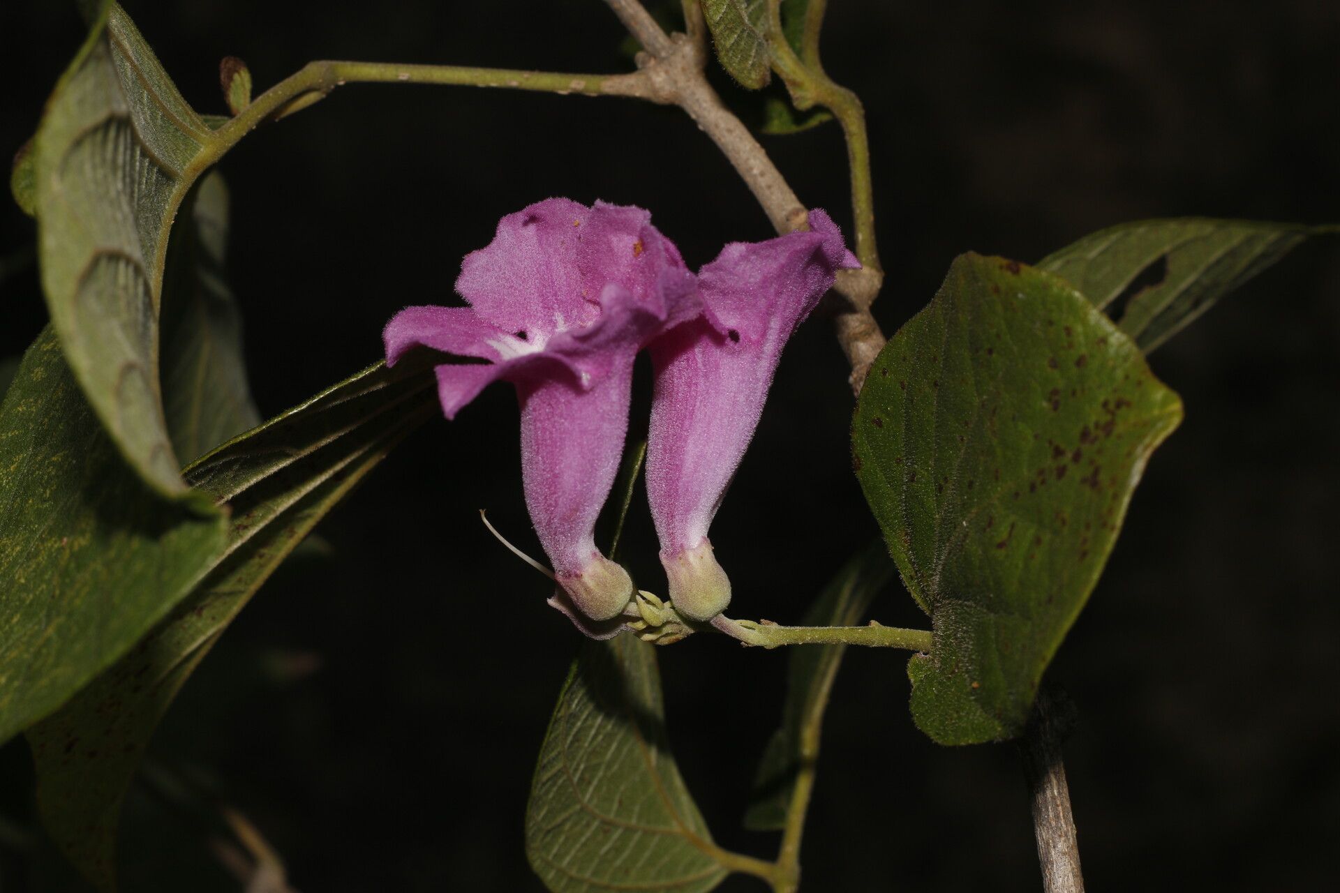 Fridericia costaricensis flower