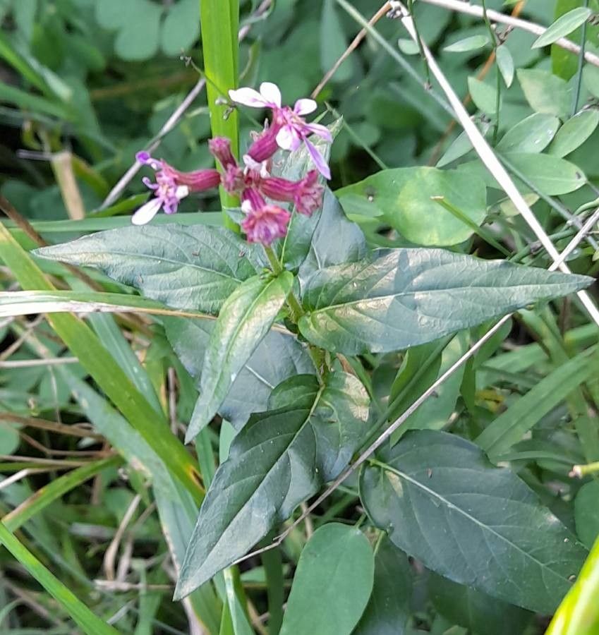 Cuphea racemosa flower