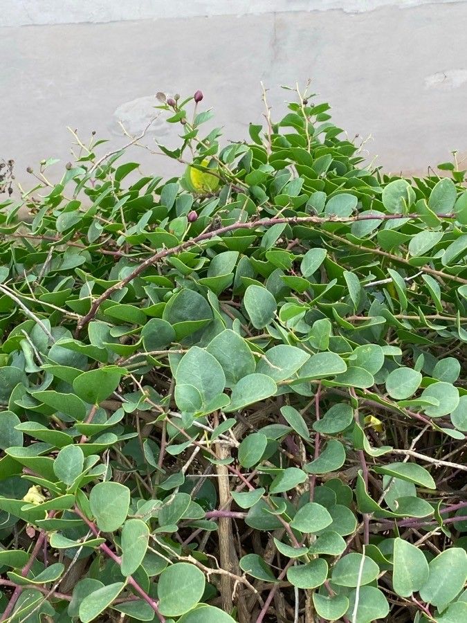 Capparis spinosa leaf