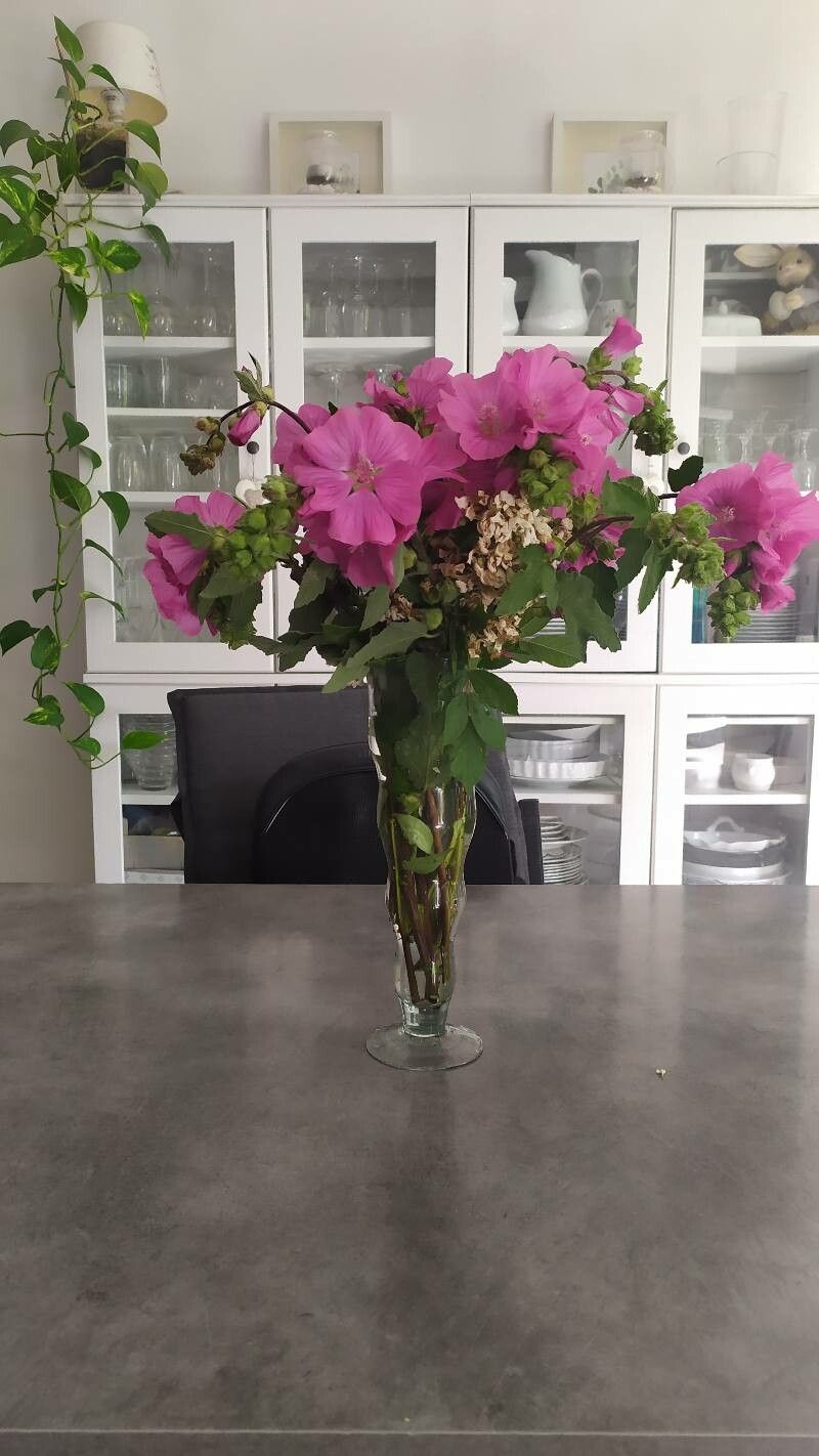 Lavatera olbia — houseplant care guide